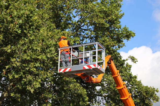 Best Tree Care Services  in Manti, UT